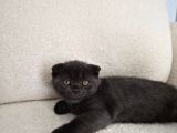 Uysal Duman Scottish Fold Yavrumuz