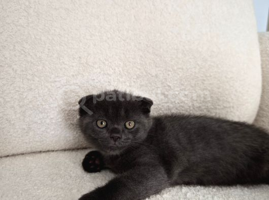 Uysal Duman Scottish Fold Yavrumuz görsel