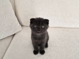 Uysal Duman Scottish Fold Yavrumuz