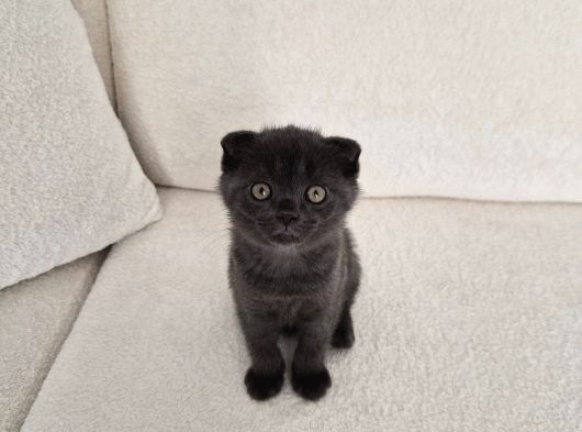 Uysal Duman Scottish Fold Yavrumuz görsel
