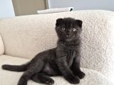 Uysal Duman Scottish Fold Yavrumuz