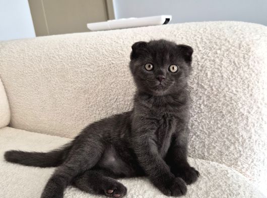 Uysal Duman Scottish Fold Yavrumuz