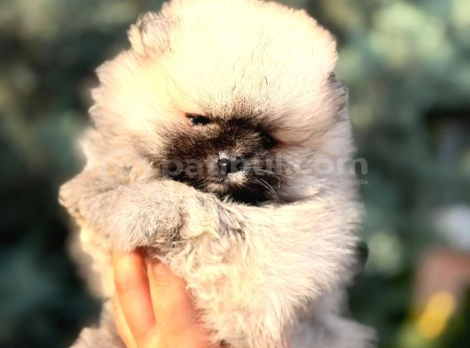 Ori̇ji̇nal Pomerani̇an Bebekler görsel