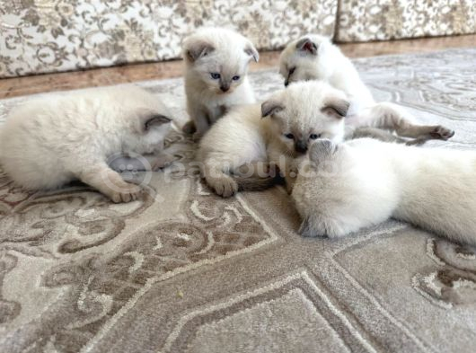 1Buçuk Aylık Blue Point Yavru Kediler görsel