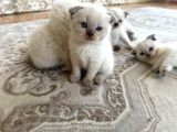 1Buçuk Aylık Blue Point Yavru Kediler