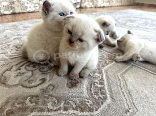 1Buçuk Aylık Blue Point Yavru Kediler görsel