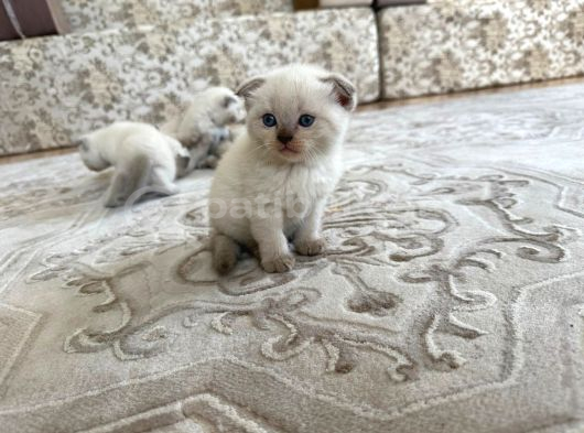 1Buçuk Aylık Blue Point Yavru Kediler görsel