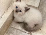 1Buçuk Aylık Blue Point Yavru Kediler