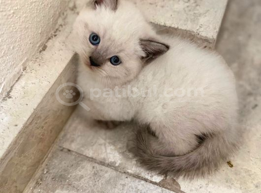 1buçuk Aylık blue point yavru kediler