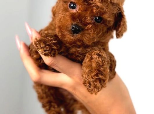 Üst kalite toy poodle yavrular