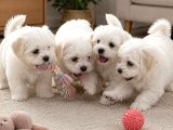 Maltese Terrier Yavrular