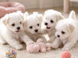 Maltese Terrier Yavrular