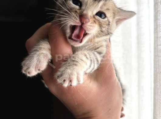 Evinizin Küçük Leoparı görsel