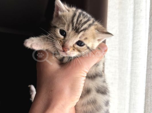 Evinizin Küçük Leoparı görsel