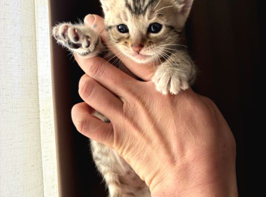 Evinizin Küçük Leoparı görsel