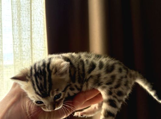 Evinizin Küçük Leoparı görsel