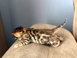 Evinizin Küçük Leoparı
