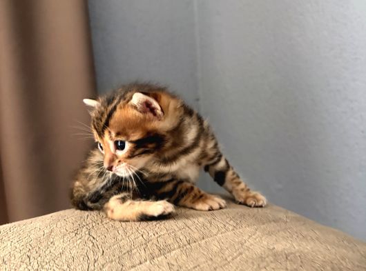 Evinizin Küçük Leoparı görsel