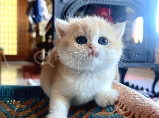 Saf Kan Golden British Shorthair Yavrularwcf Kayıtlı görsel