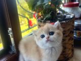 Saf Kan Golden British Shorthair Yavrularwcf Kayıtlı