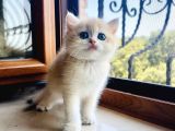 Saf Kan Golden British Shorthair Yavrularwcf Kayıtlı
