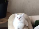 Safkan Bri̇ti̇sh Shorthai̇r Mavi̇ Göz Yavrum