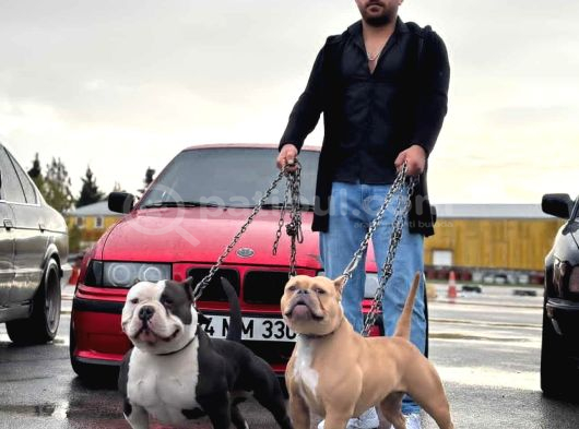 Yasal Son Yavru Bu Güne Özel Fi̇yat 25 Bin görsel
