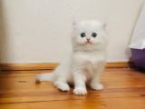 British Longhair Dişi Ve Erkek Bebişler