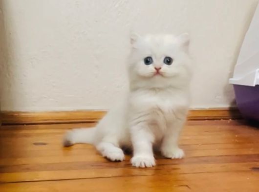 British Longhair Dişi Ve Erkek Bebişler görsel