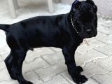 Cane Corso Black