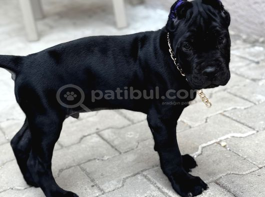 Cane Corso Black