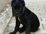 Cane Corso Black