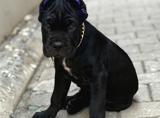 Cane Corso Black görsel