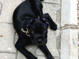 Cane Corso Black
