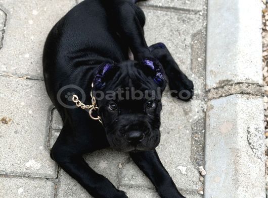 Cane Corso Black görsel