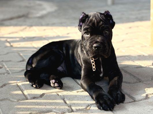 Cane Corso Black görsel