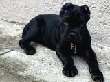 Cane Corso Black