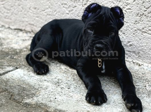 Cane Corso Black görsel
