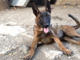 Kalite Belçika Malinois