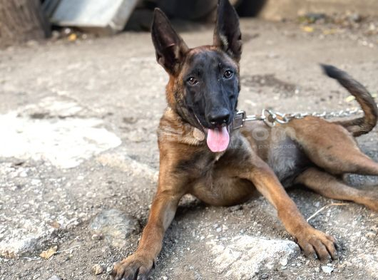 Kalite Belçika Malinois