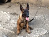 Kalite Belçika Malinois
