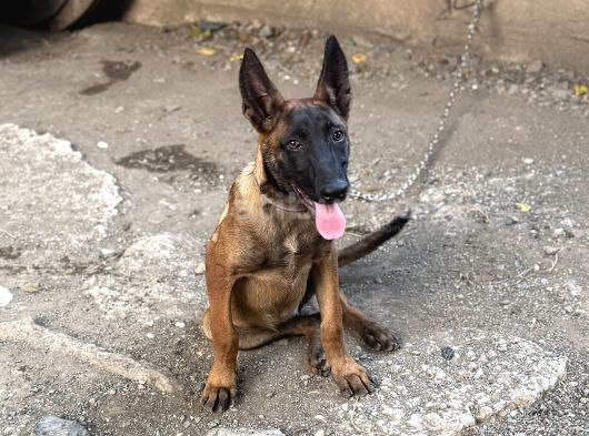 Kalite Belçika Malinois görsel