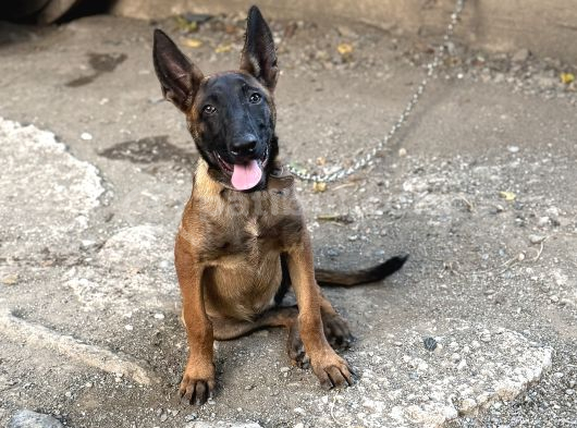 Kalite Belçika Malinois görsel