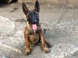 Kalite Belçika Malinois