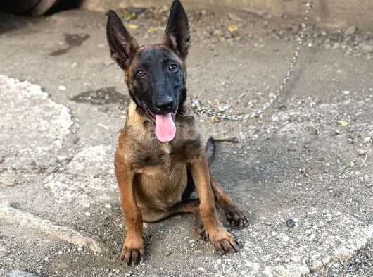 Kalite Belçika Malinois görsel