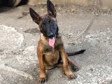 Kalite Belçika Malinois