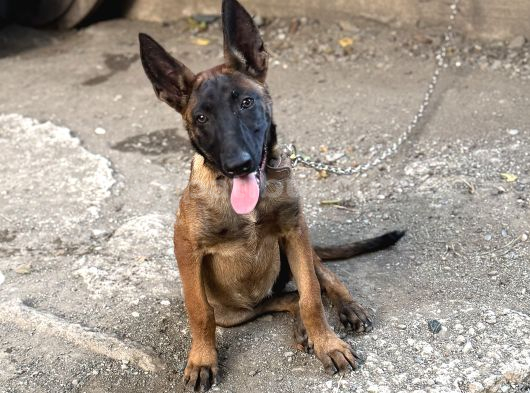 Kalite Belçika Malinois görsel