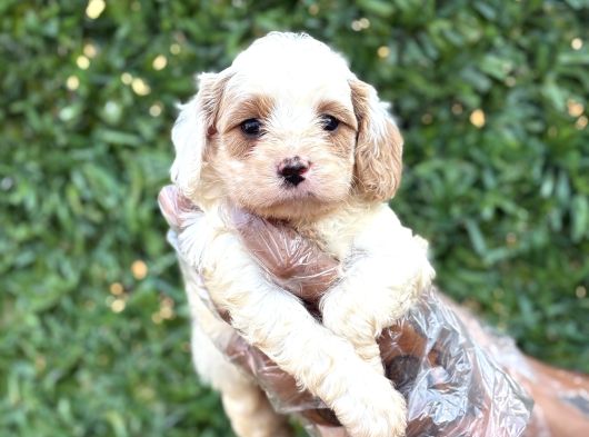 2 Aylık Original Cavapoo Yavrumuz görsel