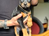 Safkan King Doberman Yavruları