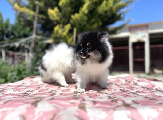 Panda Pomeranian Yavrular En Özeli En Uygun görsel